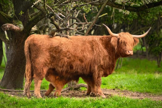 Happy highland cattle with calf in idyllic landscape