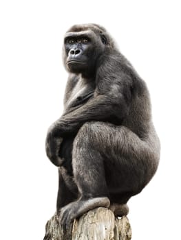 Gorilla stands on an old tree trunk,exposed to white