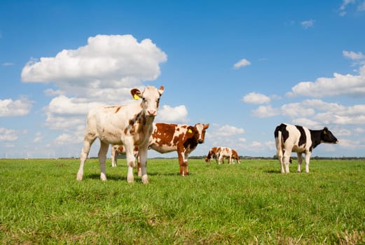 Dutch calves in the meadow