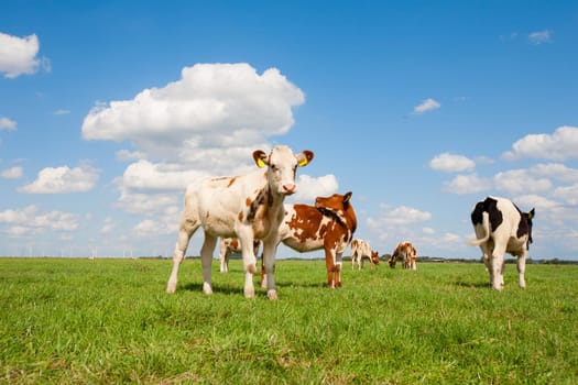 Dutch calves in the meadow