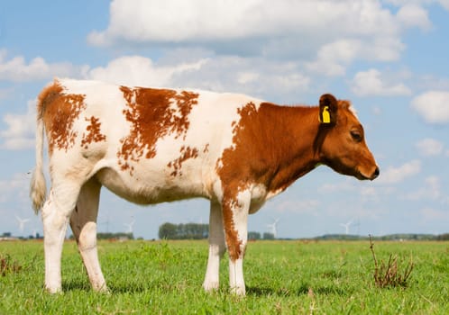 Dutch calf in the meadow