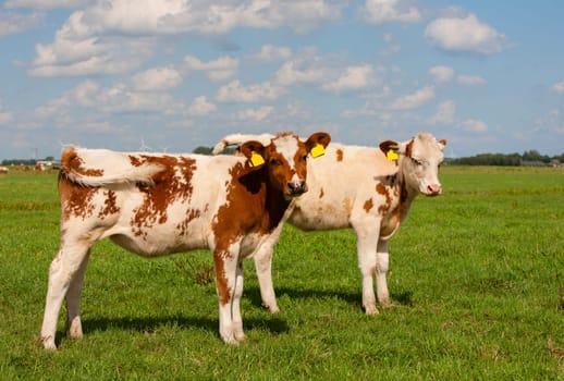 Dutch calves in the meadow