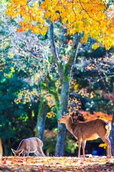 Deer near Todaiji temple in Nara, Japan for adv or others purpose use