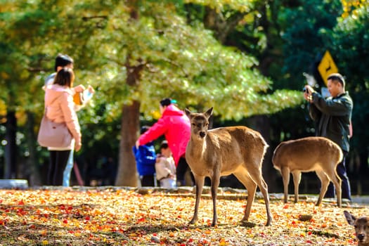NARA, JAPAN - APRIL 21