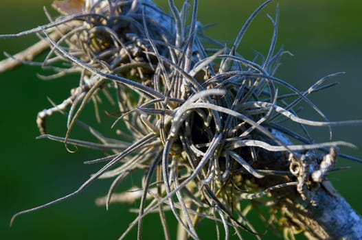 A spiny leggy air plant is growing on a tree branch in southern florida.