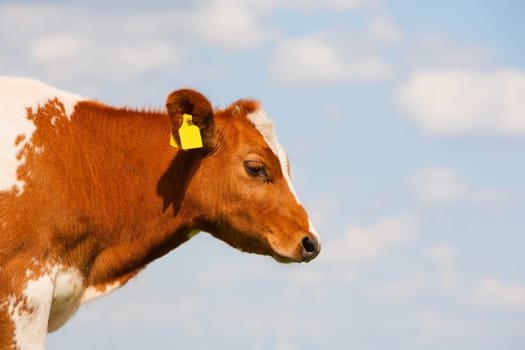 Dutch calf in the meadow