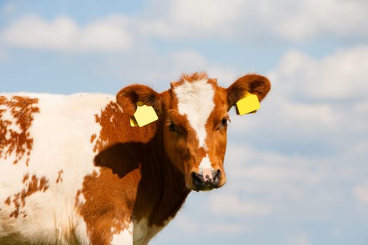 Dutch calf in the meadow