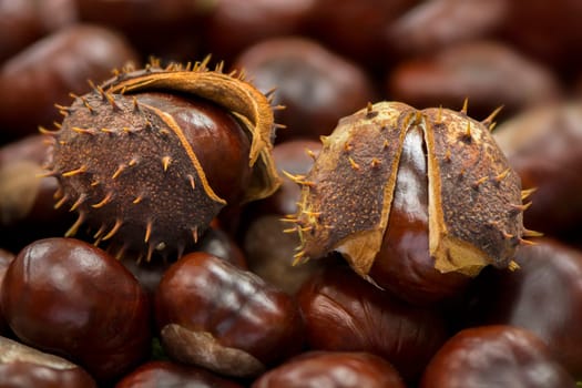 Chestnut
