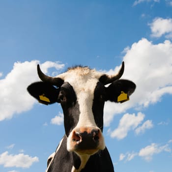 Portrait of a Dutch cow.