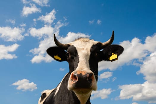 Portrait of a Dutch cow.