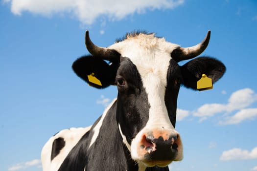 Portrait of a Dutch cow.