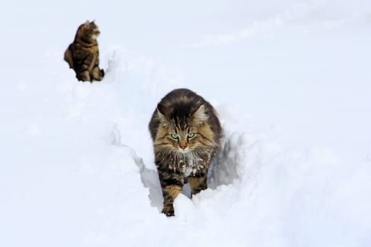 Two cats playing in the snow
