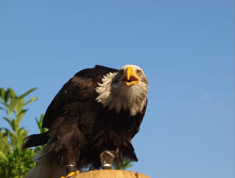 Bald eagle