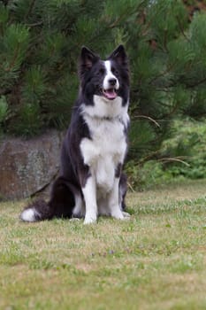 Border collie is sitting on the lawn. Vertically.