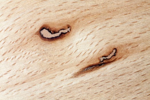 Detailed view of a core beech with beautiful grain