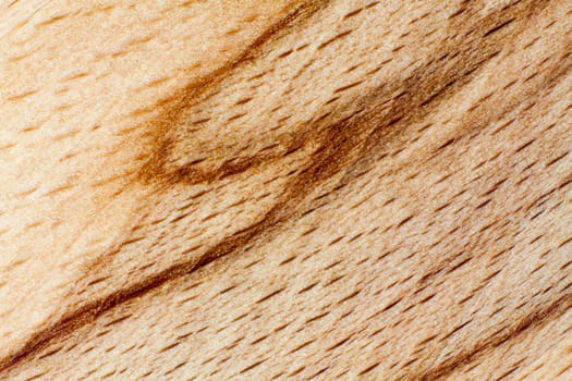 Detailed view of a core beech with beautiful grain