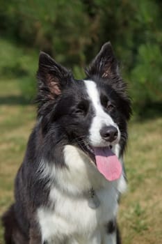 Closeup view of the Border collie, which is sitting on the lawn. Vertically.