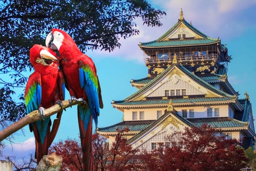 The potrait of Blue & Gold Macaw for adv or others purpose use