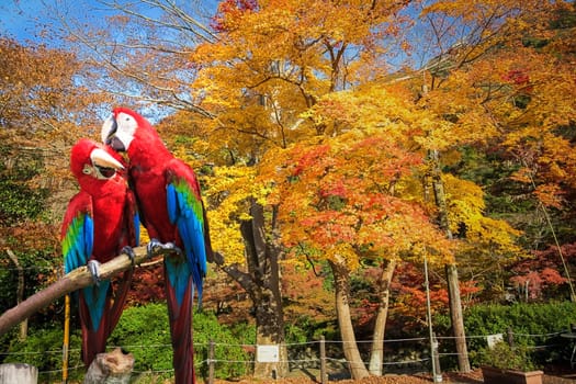 The potrait of Blue & Gold Macaw for adv or others purpose use