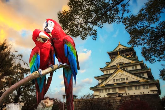 The potrait of Blue & Gold Macaw for adv or others purpose use