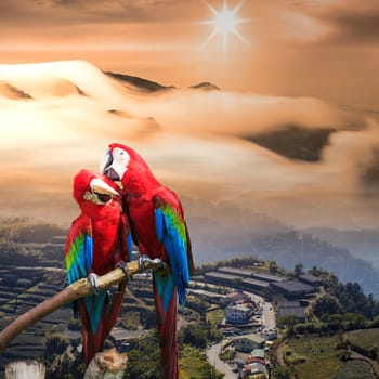 The potrait of Blue & Gold Macaw for adv or others purpose use