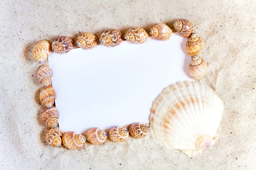 Shells frame blank white postcard
