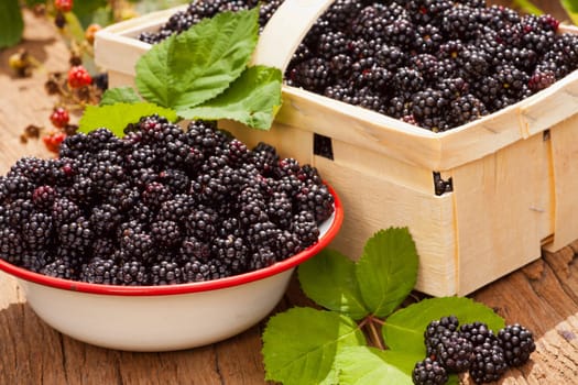 Freshly harvested forest blackberries in bowl and box
