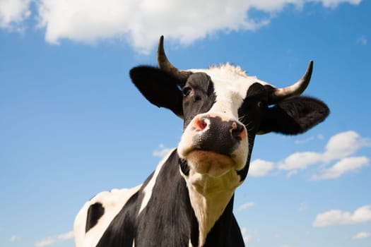 Portrait of a Dutch cow.
