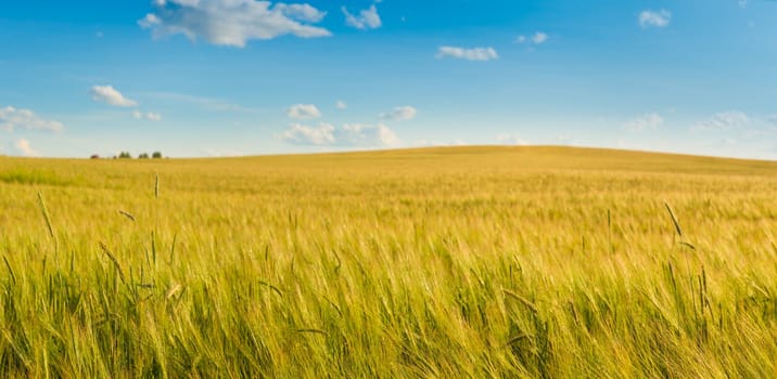 Wheat field by summertime. Panorama