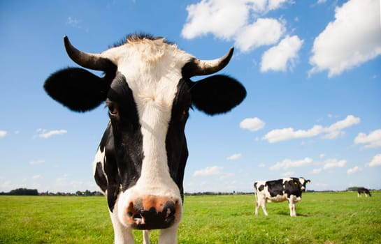 Portrait of a Dutch cow