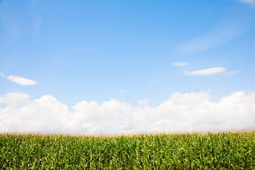 Corn field in the Netherlands.