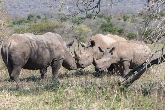Wildlife animals bull rhino courting touching female for mating season with year old calf