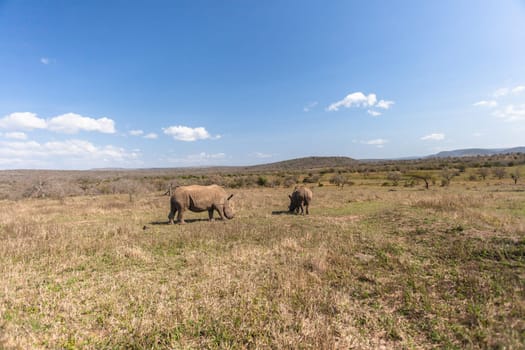 Wildlife Rhinos animals eating in their habitat wilderness terrain reserve park.
