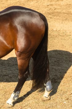Equestrain Horse show jumping close-up  animal dress grooming detail