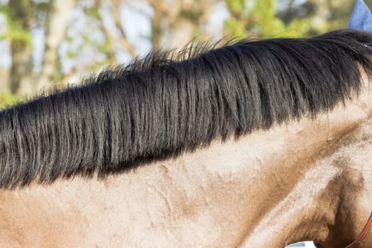 Equestrain Horse show jumping close-up  animal dress grooming detail