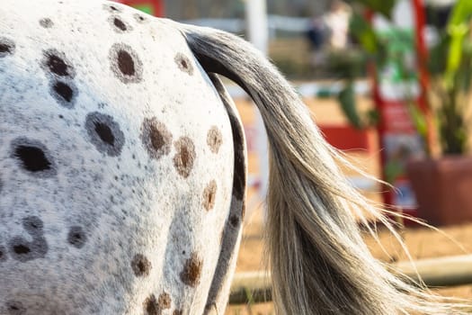 Equestrain Horse show jumping close-up  animal dress grooming detail