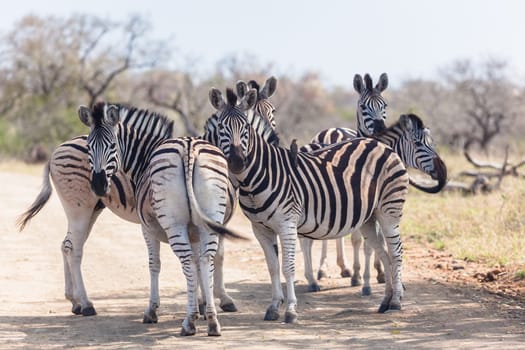 Wildlife zebra animals on dirt road together under tree shade alert for dangers