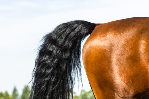 Equestrain Horse show jumping close-up  animal dress grooming detail