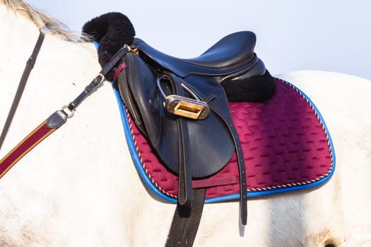 Equestrain Horse show jumping close-up  animal dress grooming detail