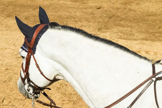 Equestrain Horse show jumping close-up  animal dress grooming detail
