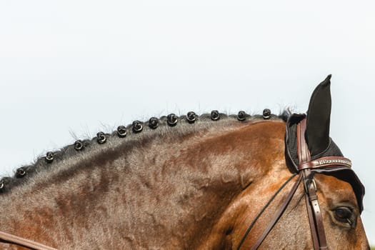 Equestrain Horse show jumping close-up  animal dress grooming detail