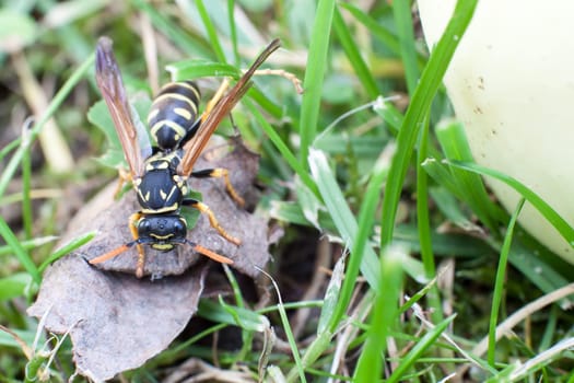 Wasp on withered leaf with apple in search of food