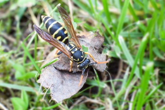 Wasp on withered leaf in search of food