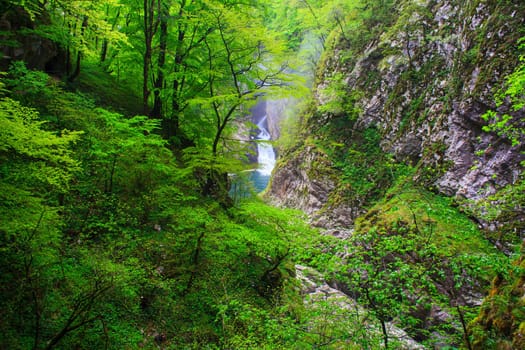 View of forest near the Škocjan Caves in Slovenia