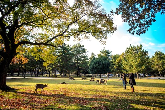 Nara, Japan - November 21, 2013