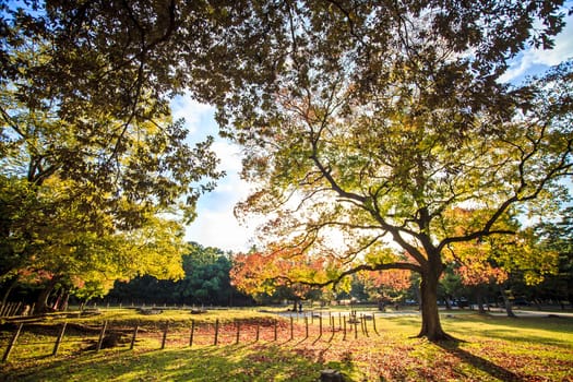 Nara, Japan - November 21, 2013