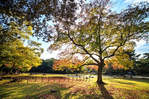 Nara, Japan - November 21, 2013