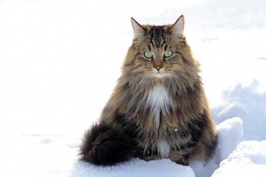 Norwegian forest cat in the snow