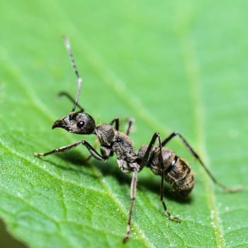 Close up Black Carpenter Ant (Camponotus pennsylvanicus) on a green leaf, taken in Thailand.