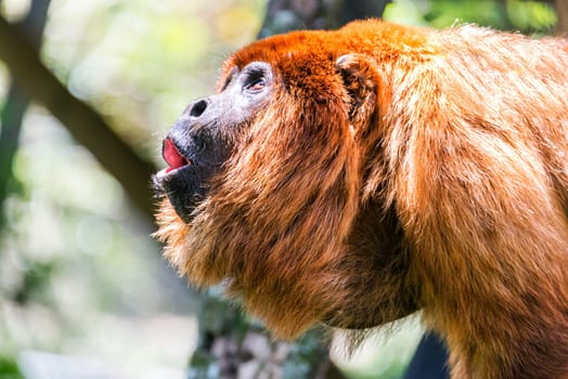 Alpha male of a red howler monkey pack in the jungle near Coroico, Bolivia